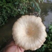Lentinus sajor-caju (Fr.) Fr. (1838)